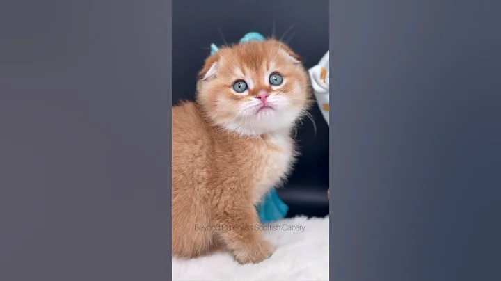 Watch the video about Golden chocolate Scottish fold male kitten 🐱 #cat #scottishfoldcat #scottishfold #kitten #goldencat