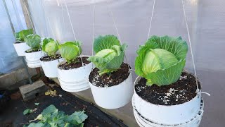 Amazing with hanging cabbage growing method  Growing cabbage from seeds