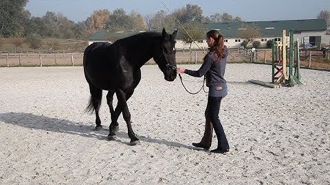 Bettina & Weto Basic Groundwork - Academic Art of Riding