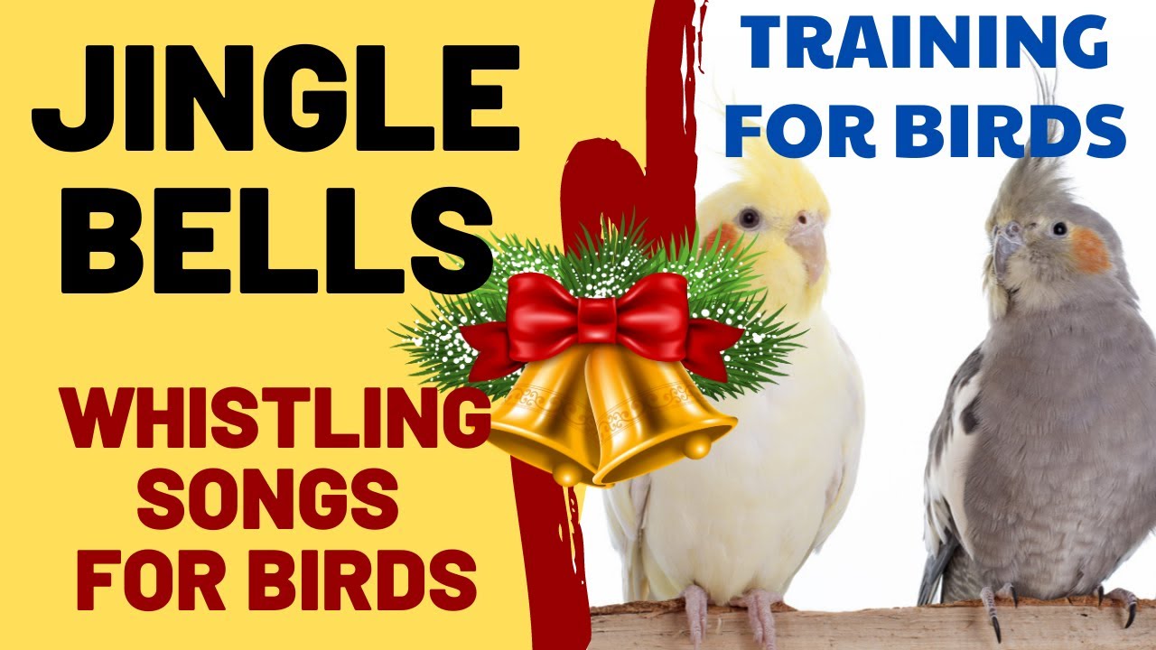 Jingle Bells with Whistling   Christmas Song with Whistling   Songs for CockatielsBirdBudgies