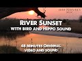 RELAX: River Sunset - Caprivi Strip, Namibia. Real-time 48 minute video with bird and hippo sounds.