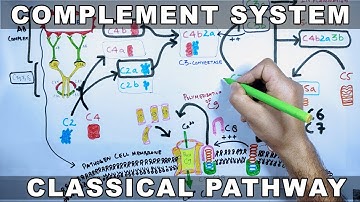 Complement System |  Classical Pathway