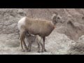 Mountain Goat feeding baby