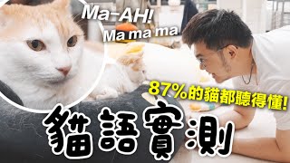 【黃阿瑪的後宮生活】貓語實測！87%的貓都聽得懂！