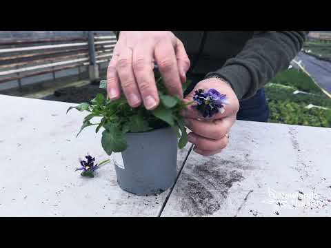 EP94 - How to deadhead a Pansy #5minutefriday hqdefault