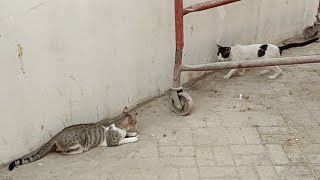 A Male Cat Chasing the Female Tiger Cat | Funny Cats | Cute cat videos 2023