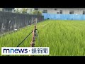 田地綁彩繩趕鳥引發糾紛！　彰化兩老翁互毆釀3傷｜#鏡新聞