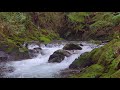Ручей в лесу - Звуки воды для релаксации и сна