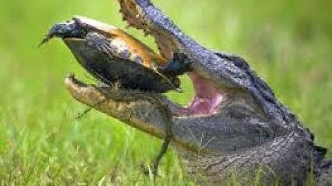 American Alligator Smashes Turtle