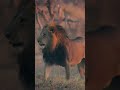 Intense Fight Between Two Lion Kings!