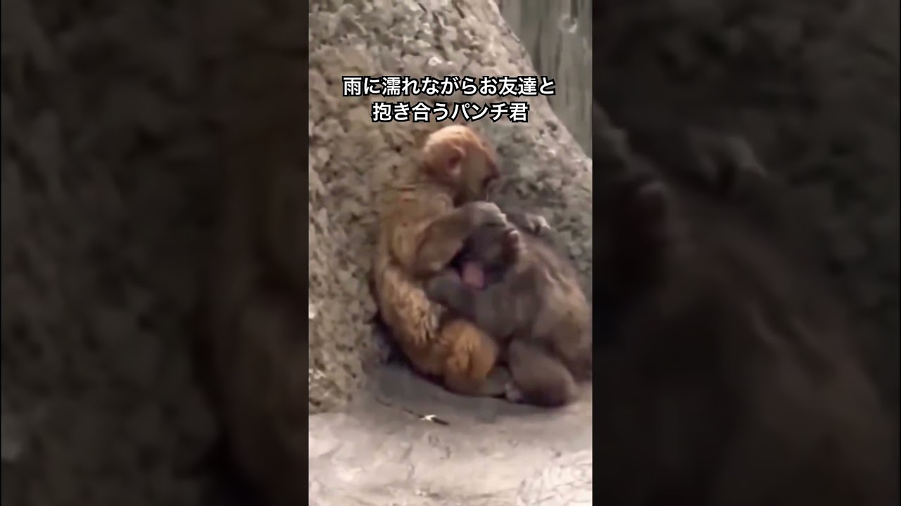 雨に濡れながらお友達と抱き合う猿のパンチ君