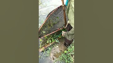 Cận cảnh cô hàng xóm đang đánh dậm bắt cua đồng. #15