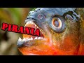 PIRANIA 🐟 UPIÓR z Amazonii w Akwarium