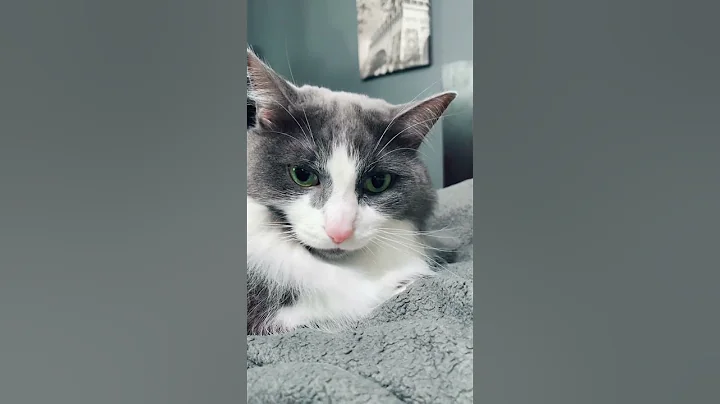 Video 7306151: cats kittens meowing compilation, kittens meowing compilation funny, kittens meowing compilation cute, baby cats kitten meowing, loud cat, laugh funniest cats