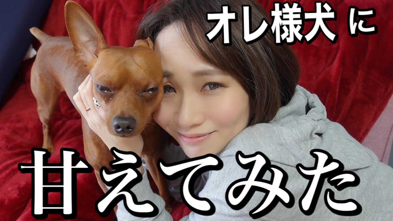 無駄吠え インターホンの音に吠える犬を一瞬で黙らせる方法を実際にやってみた 犬のしつけ Youtube