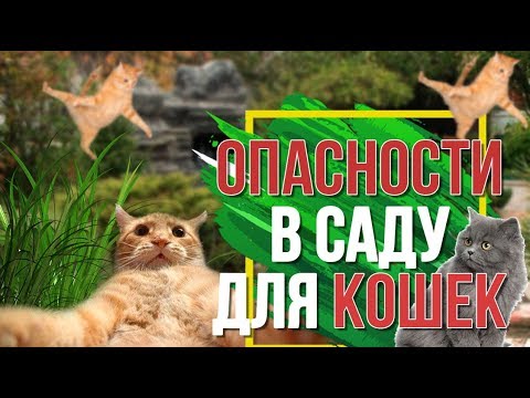 ВАШ САД МОЖЕТ БЫТЬ ОПАСНЫМ ✔️ Вредные Растения для Вашей Кошки ✔️ Советы от Garden zoo