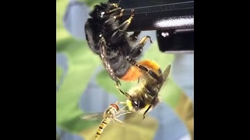 Mating Bumblebees and the hoverfly.
