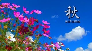 4K映像  絶景「八ヶ岳の四季３秋」紅葉 癒し自然風景 Autumn Yatsugatake Japan 4K upscaling Healing Relaxation