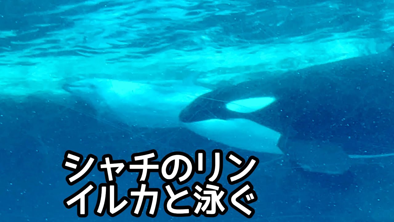 【レア】名古屋港水族館　シャチ リンちゃん ステラ　ポスター① レア】名古屋港水族館 シャチ リンちゃん ステラ ポスター①