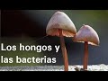 Los hongos y las bacterias - Ciencias Naturales