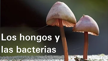 ¿Cuál es la principal función de los hongos y las Vacterias?