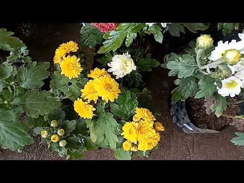 MALAYSIAN MUMS