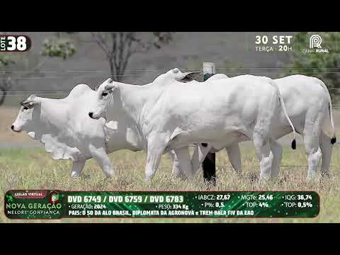 LOTE 38   DVD 6749,6783,6759