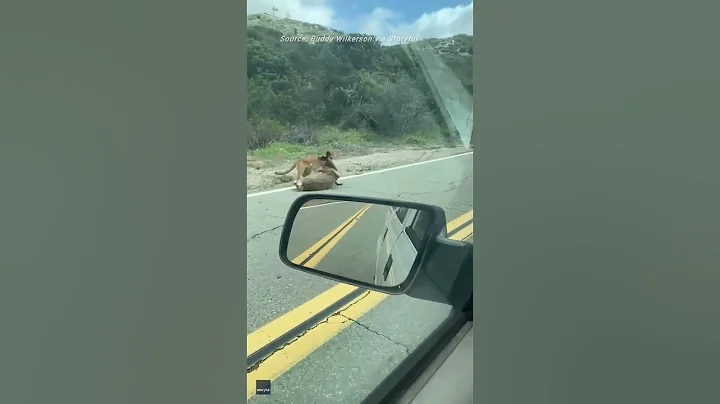 Deer Escapes Mountain Lion Attack in Alpine, California