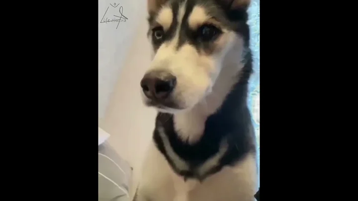 MY HUSKY SPEAKS PERFECT ENGLISH 😱😍😭 (WATCH BEFORE IT IS DELETED) (SUBTITLES)