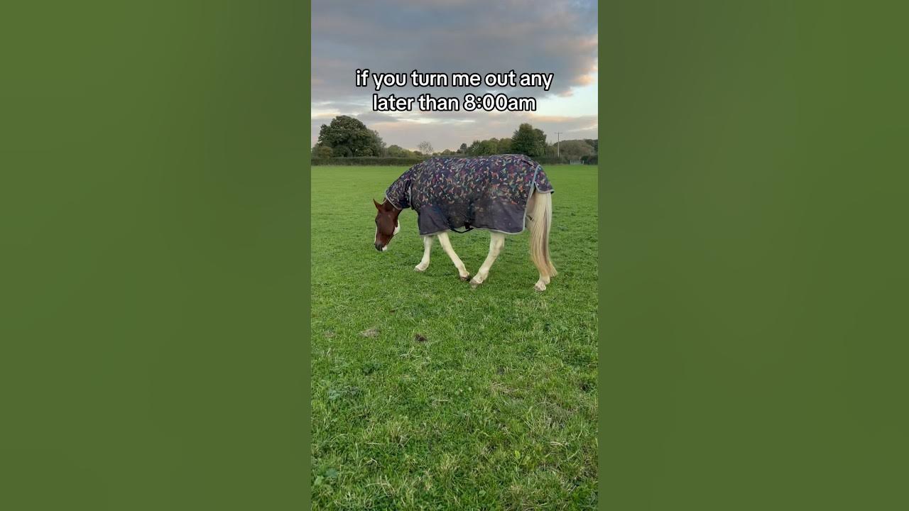 Horse maths explained! YouTube