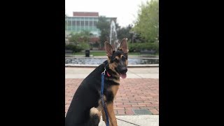 Apollo | 7 month old GSD | Off Leash k9 Training by Shannon Ruland 14 views 4 years ago 9 minutes, 30 seconds