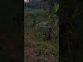 Kates Kalifornia....Pohonnya Kecil Buahnya Banyak