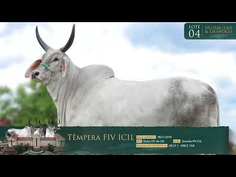 LOTE 04 - TEMPERA FIV ICIL - ICIL 965