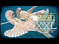 Pesca PULPO GIGANTE🐙Pesca Submarina PULPO y otras CAPTURAS🔱Spearfishing BIG OCTOPUS