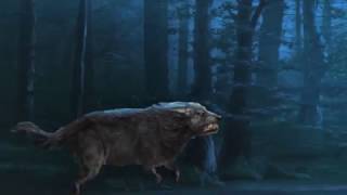 wolf animation showreel 2D / Adobe After effects