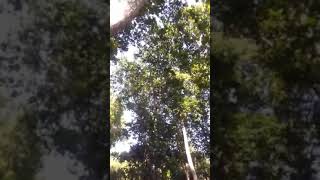 Ben Bir Ceviz Ağacıyım Gülhane Parkında ... (Mm) ❤ Resimi