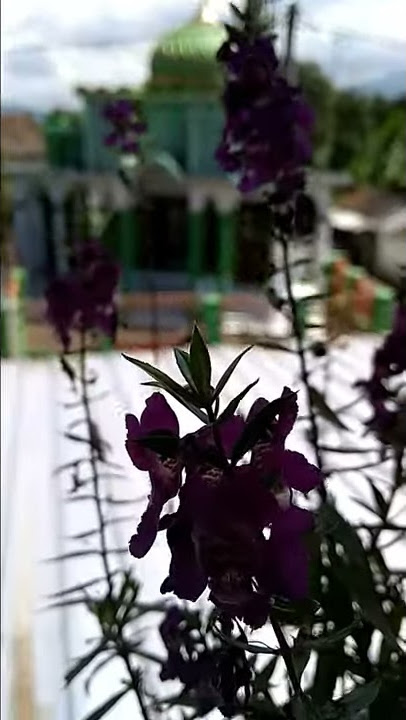 Story wa clip video bimbang melly goeslow