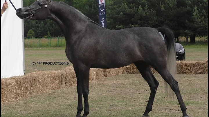 GERALD KURTZ ARABIAN TRAINING CENTER