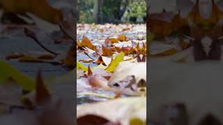 i love my camera app! #photography #shotoncamera #usenaturalcamera #naturalcamera #lifeis