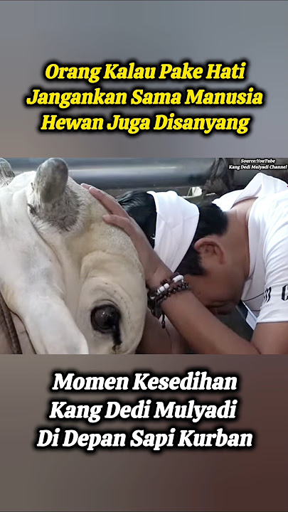 Kang Dedi Mulyadi's Sad Moment Seeing the Cow That Will Be Sacrificed. #shortsfeed #kangdedimulyadi