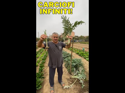 Creo nuovi CARCIOFI