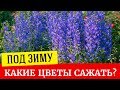 Какие цветы можно сеять под зиму?