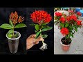 How to Propagate Ixora Plants from Cuttings With Grape Fruit In A Garlic