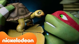 TMNT: Las Tortugas Ninja | ¡Las tortugas adoptan mascotas! | Nickelodeon en Español