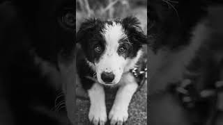 Puppies Are Adorable 30 B&W