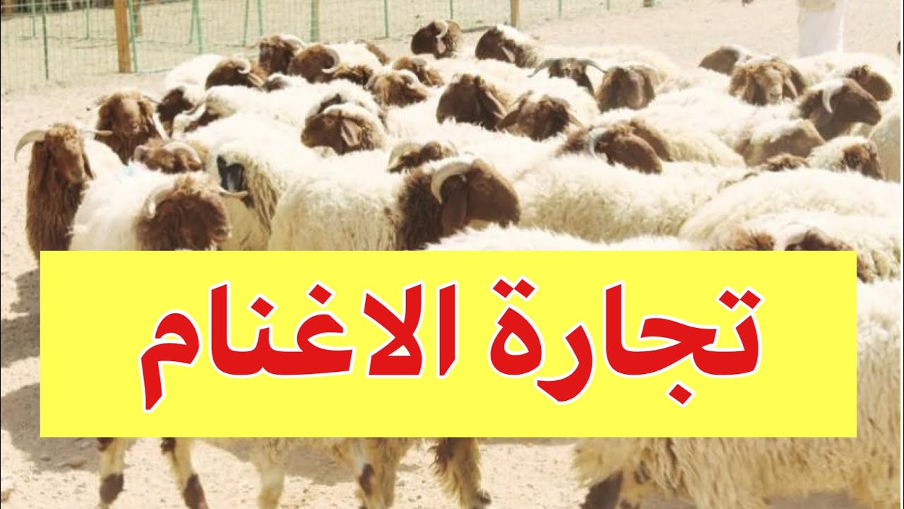 تجارة الاغنام 🐑 الحلال