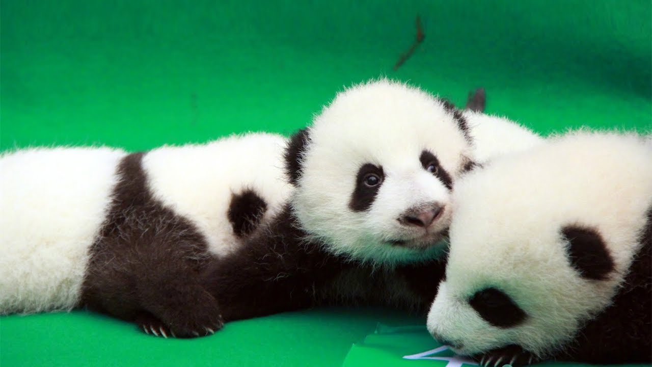 cute giant panda cubs