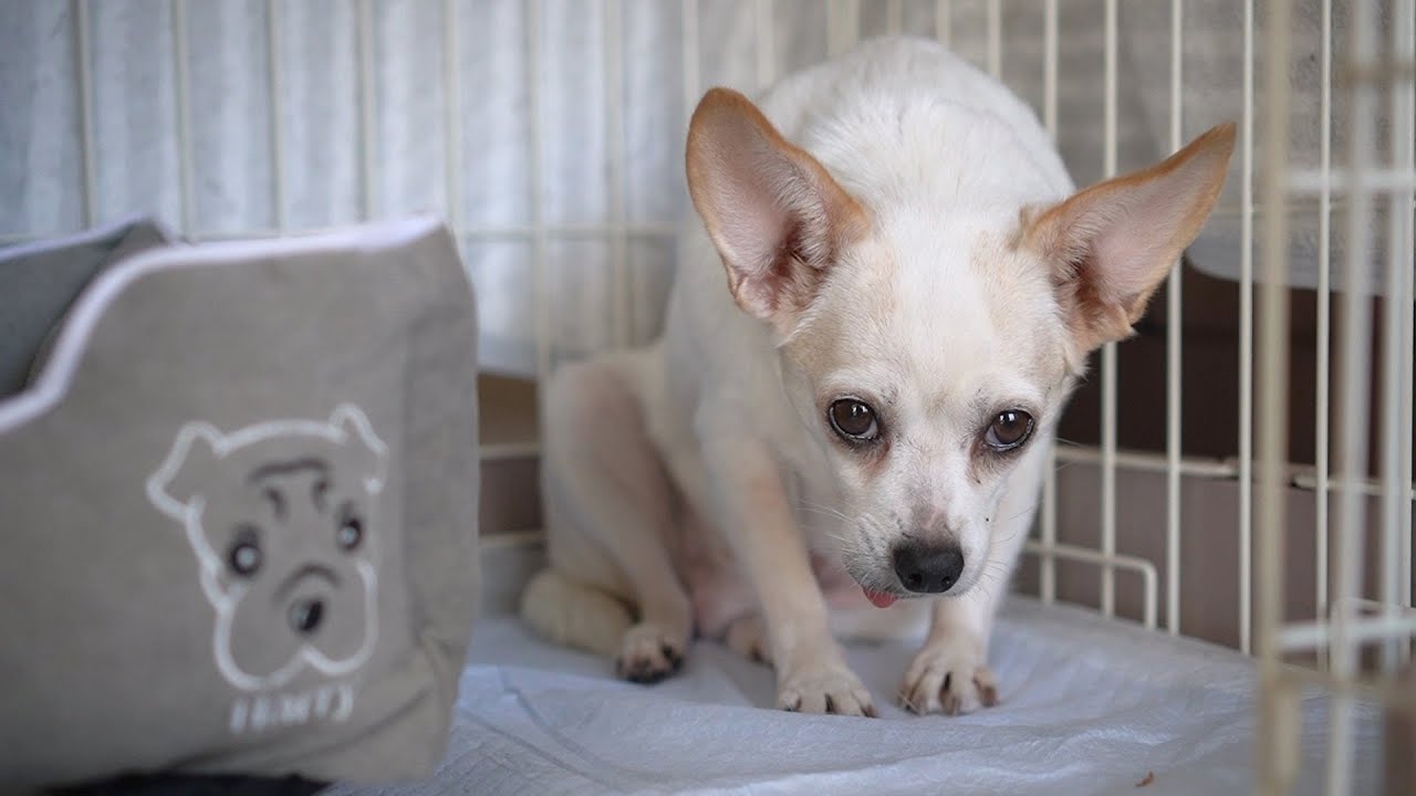 ビビりな保護犬の2日目 初めての場所は怖いよね Youtube