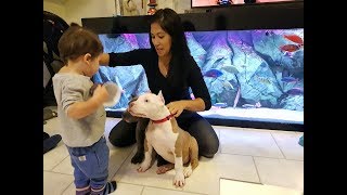 My bully type pitbull pups playing with my baby boy