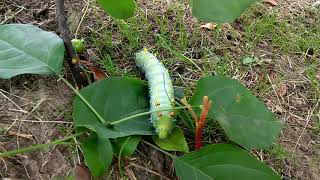 Cecropia Moth Caterpillar